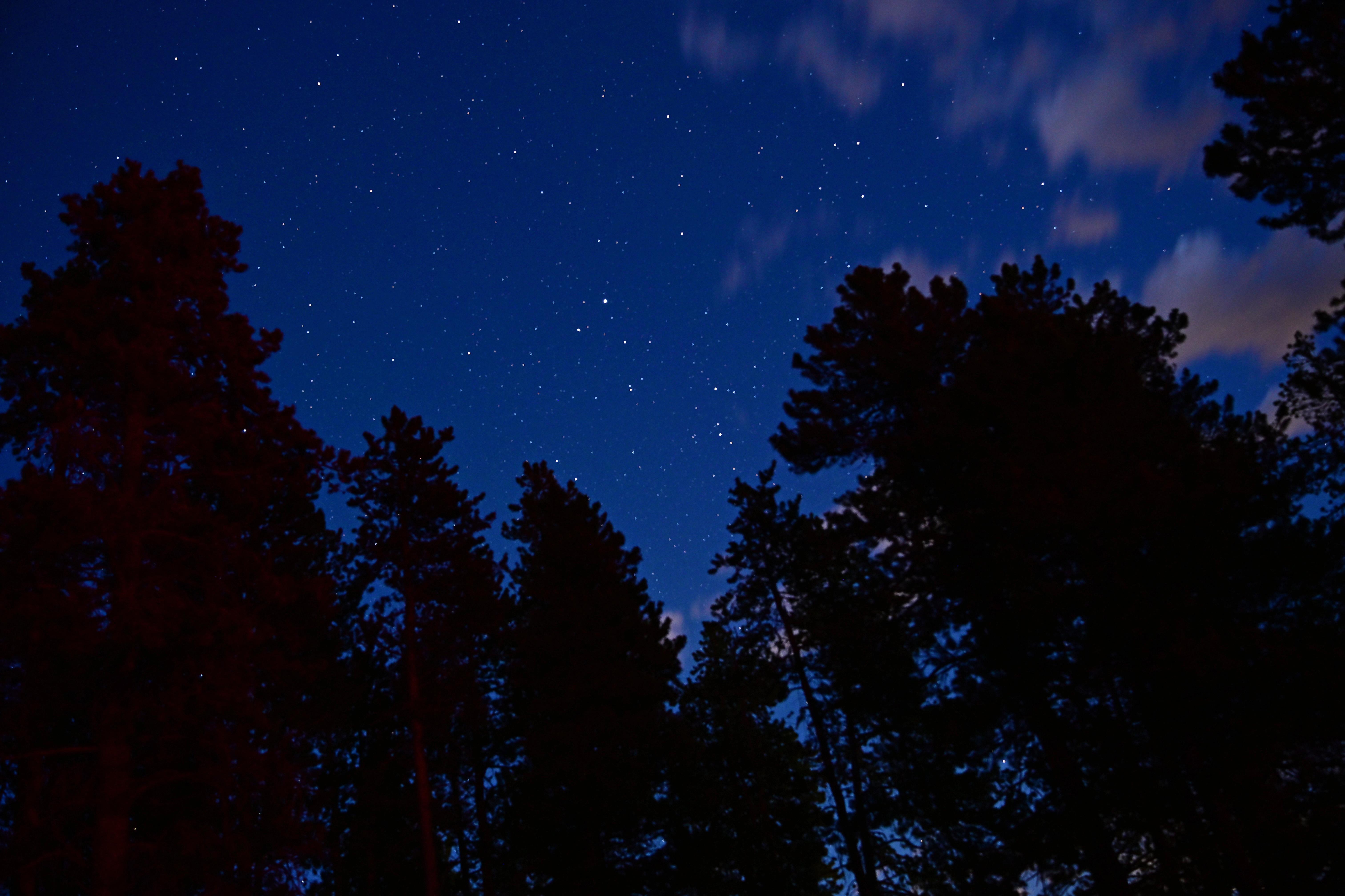 Night sky over pine trees