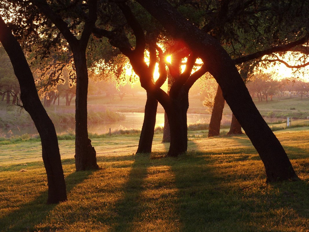 The sun sets behind the silhouetted trees along a river.