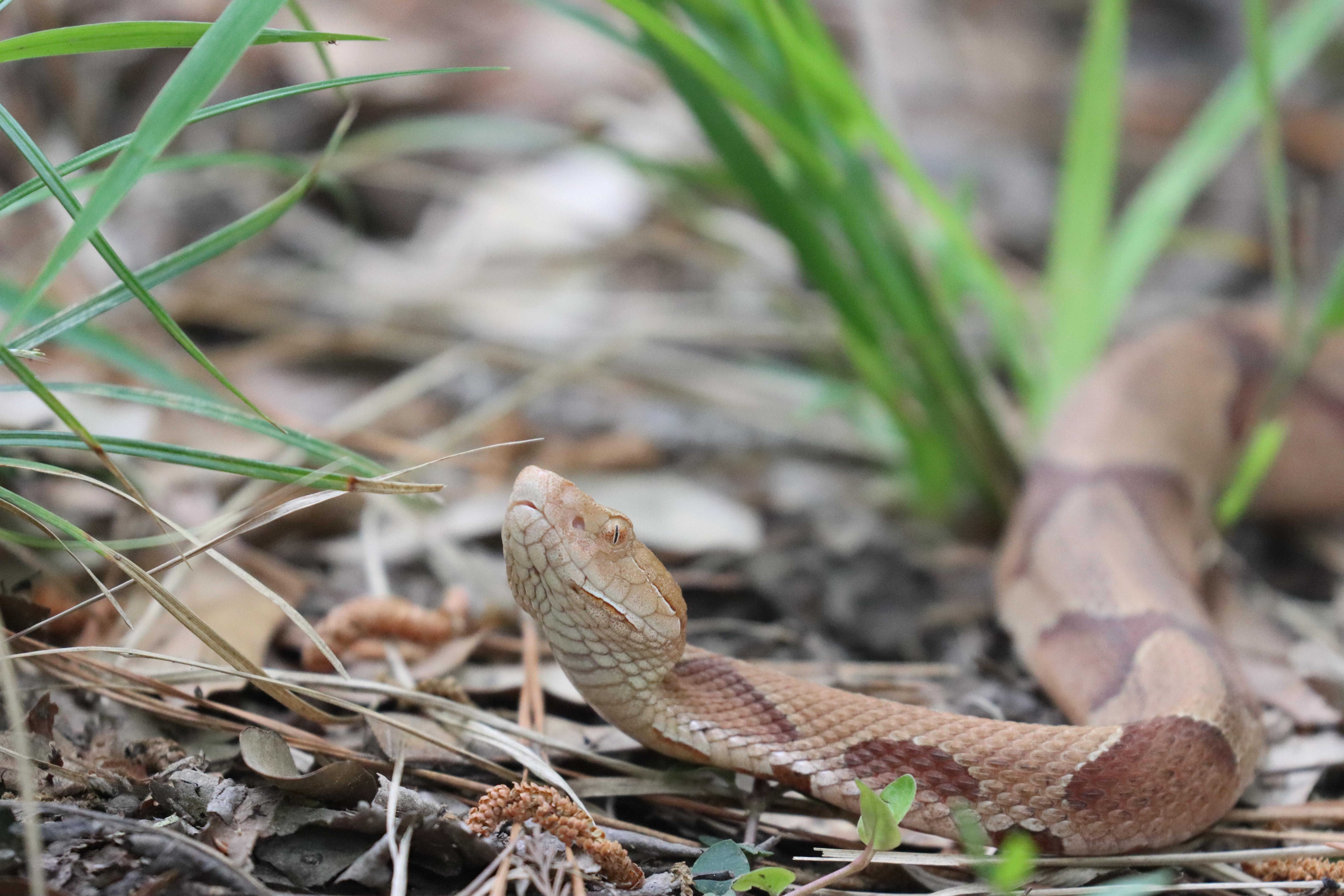 Close-up photo of a copperhead snake with its head raised and left eye looking toward the camera.