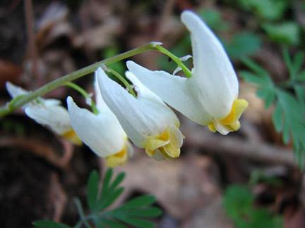 white flowers hang down from a green stem