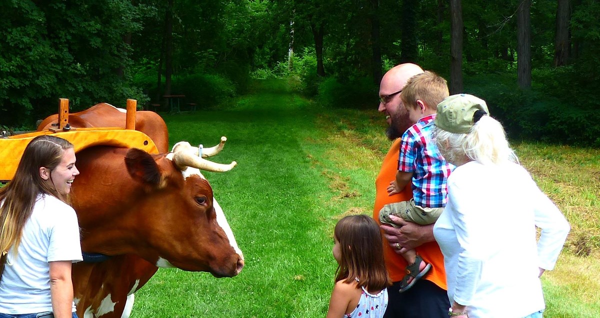 family looking at brown oxen