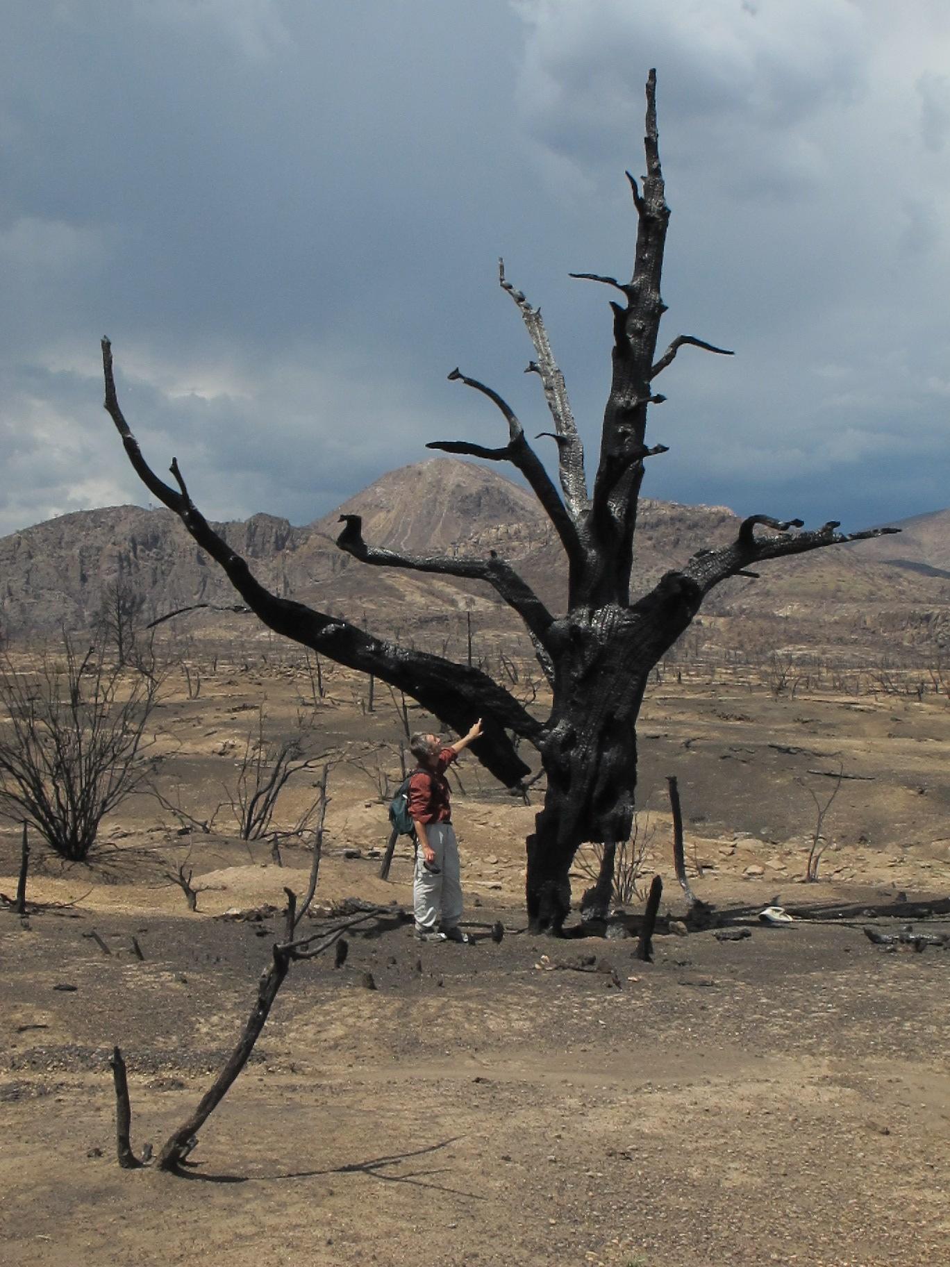 Dr. Craig Allen: "Ecological Changes in the Jemez Mountains Landscape"