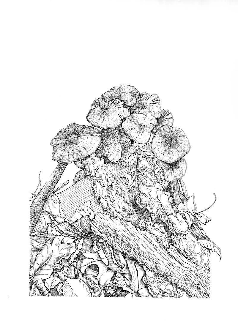 Black and white pencil sketch of mushrooms, with tree leaves