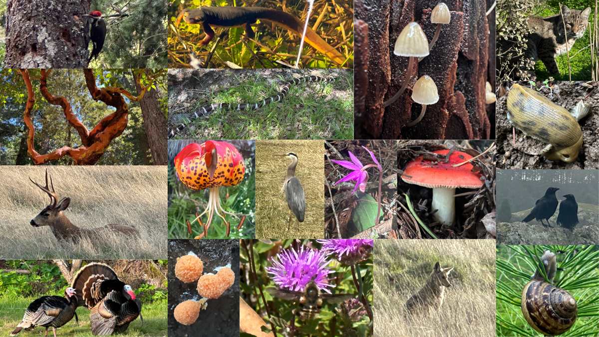 a collage of various species found near Muir Woods including deer, snakes, flowers, and slugs