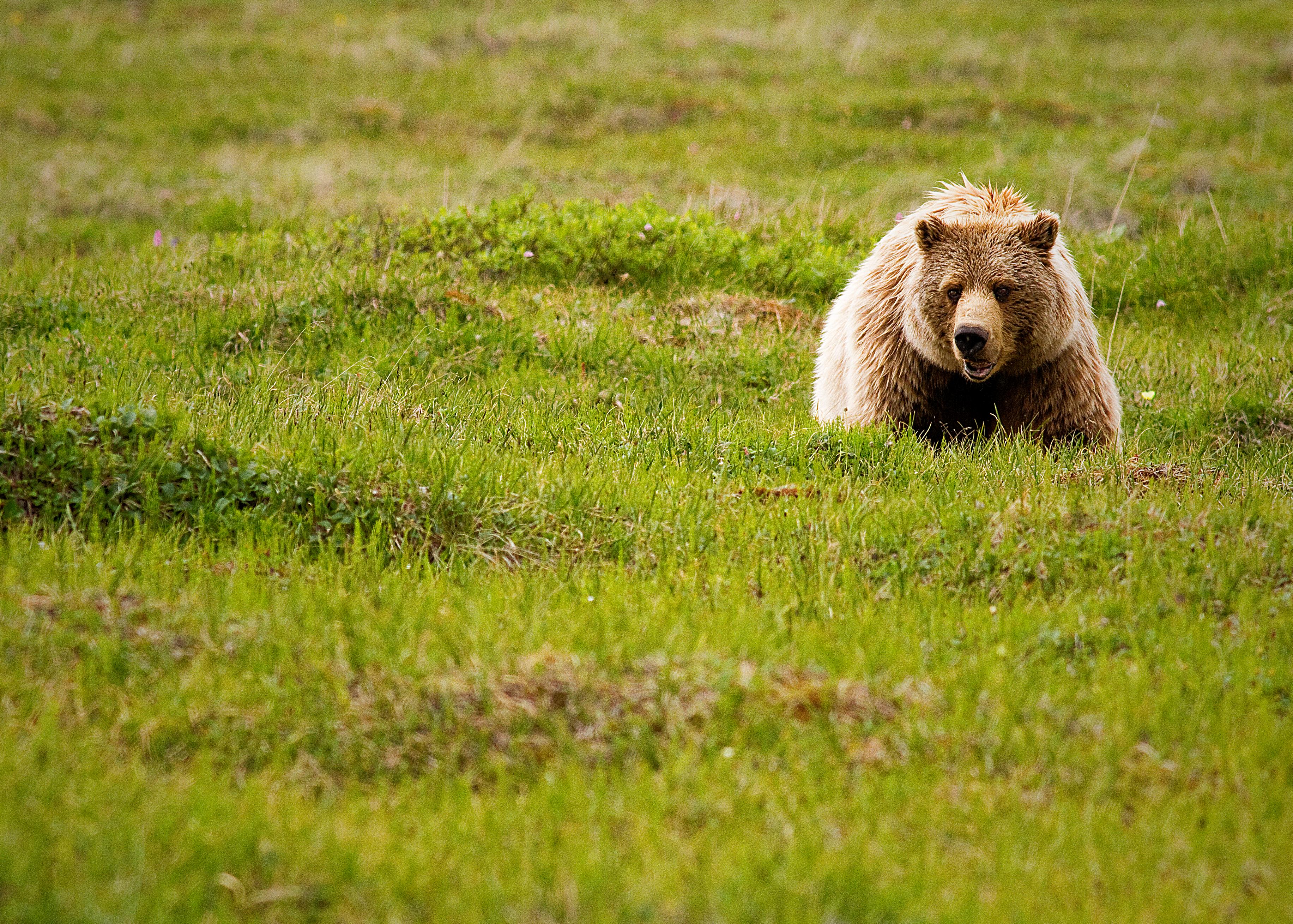 Ranger Program: "Animals of Valles Caldera's Past"