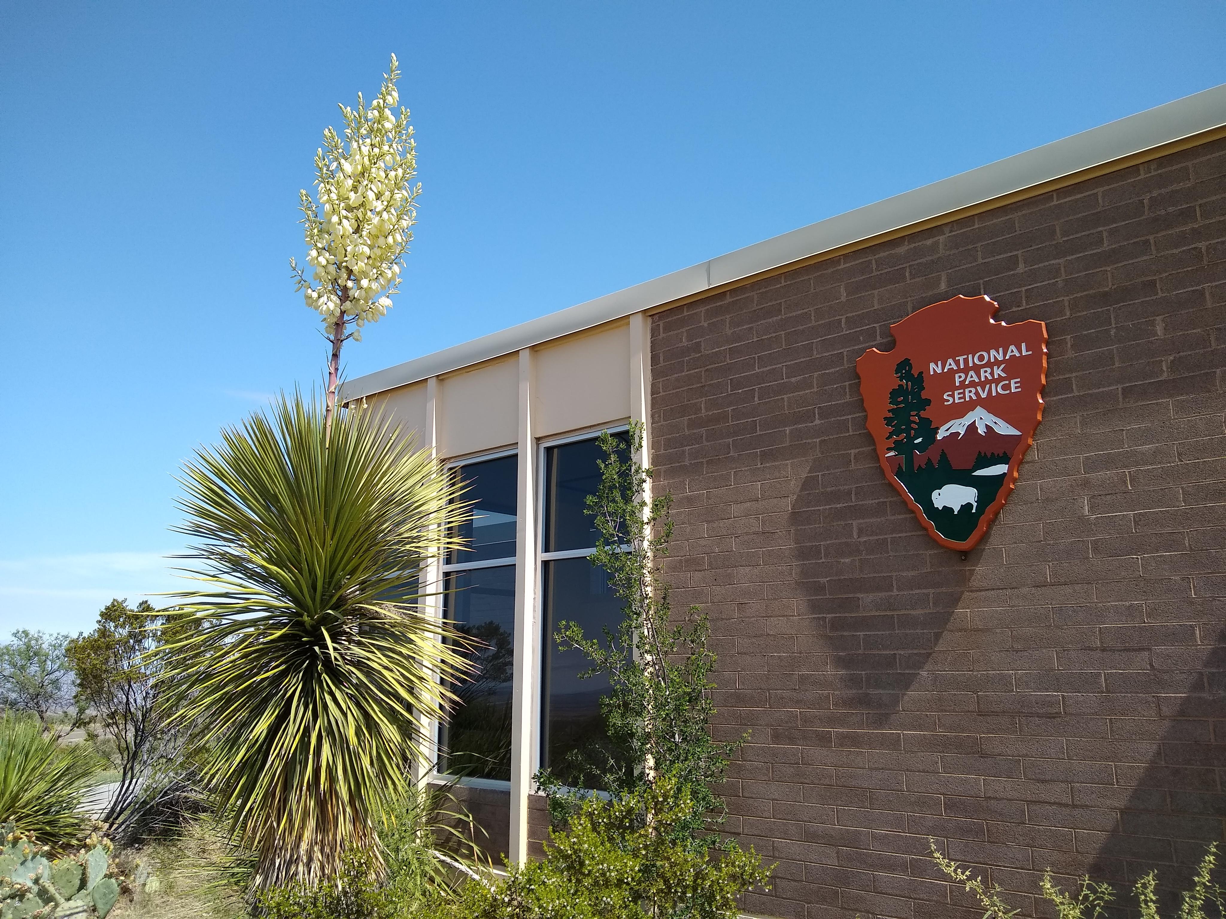A blooming yucca stands next to a building displaying the National Park Service logo