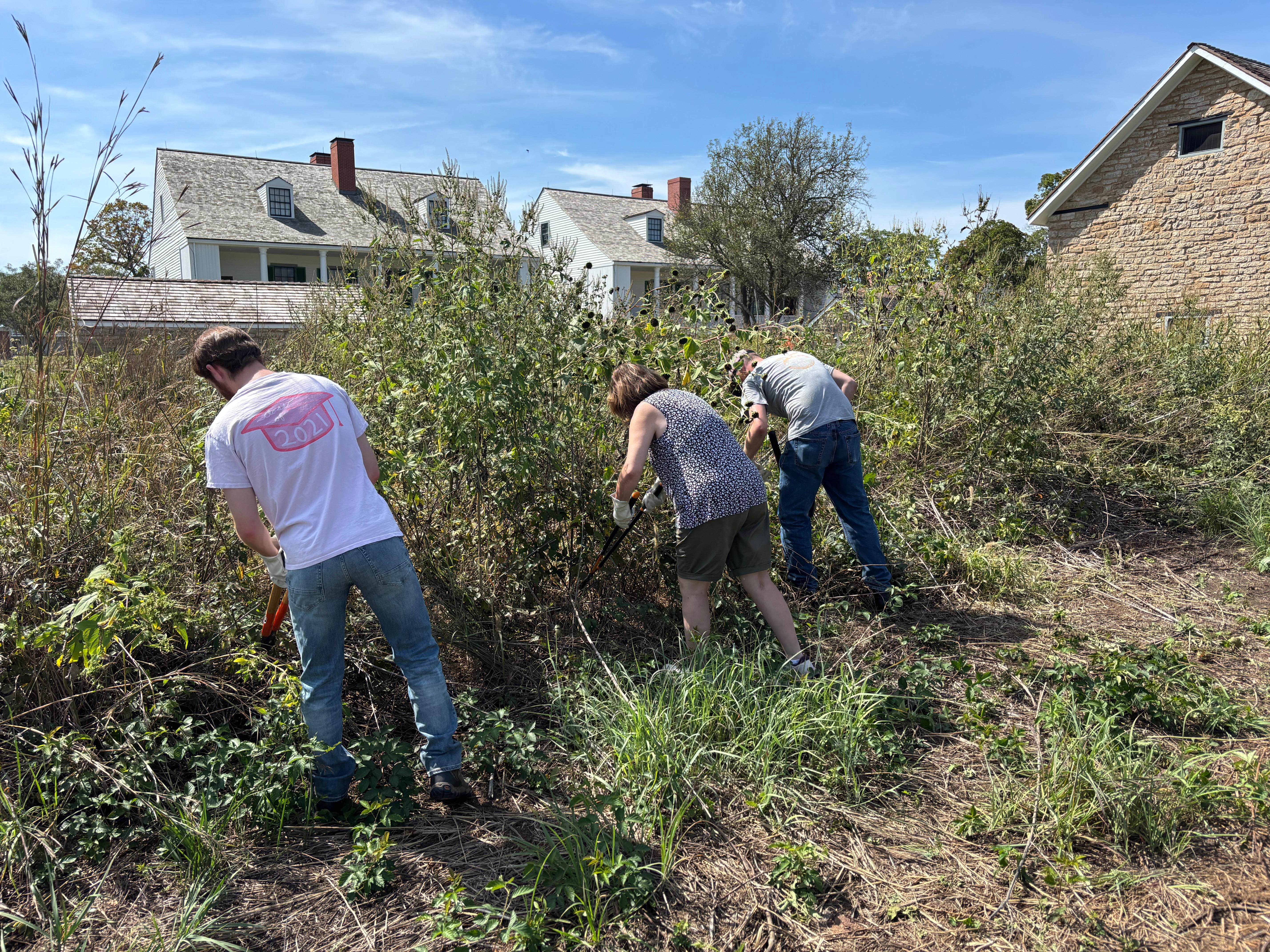 Volunteers cutting invasive woody plants from the restored Tallgrass Prairie.