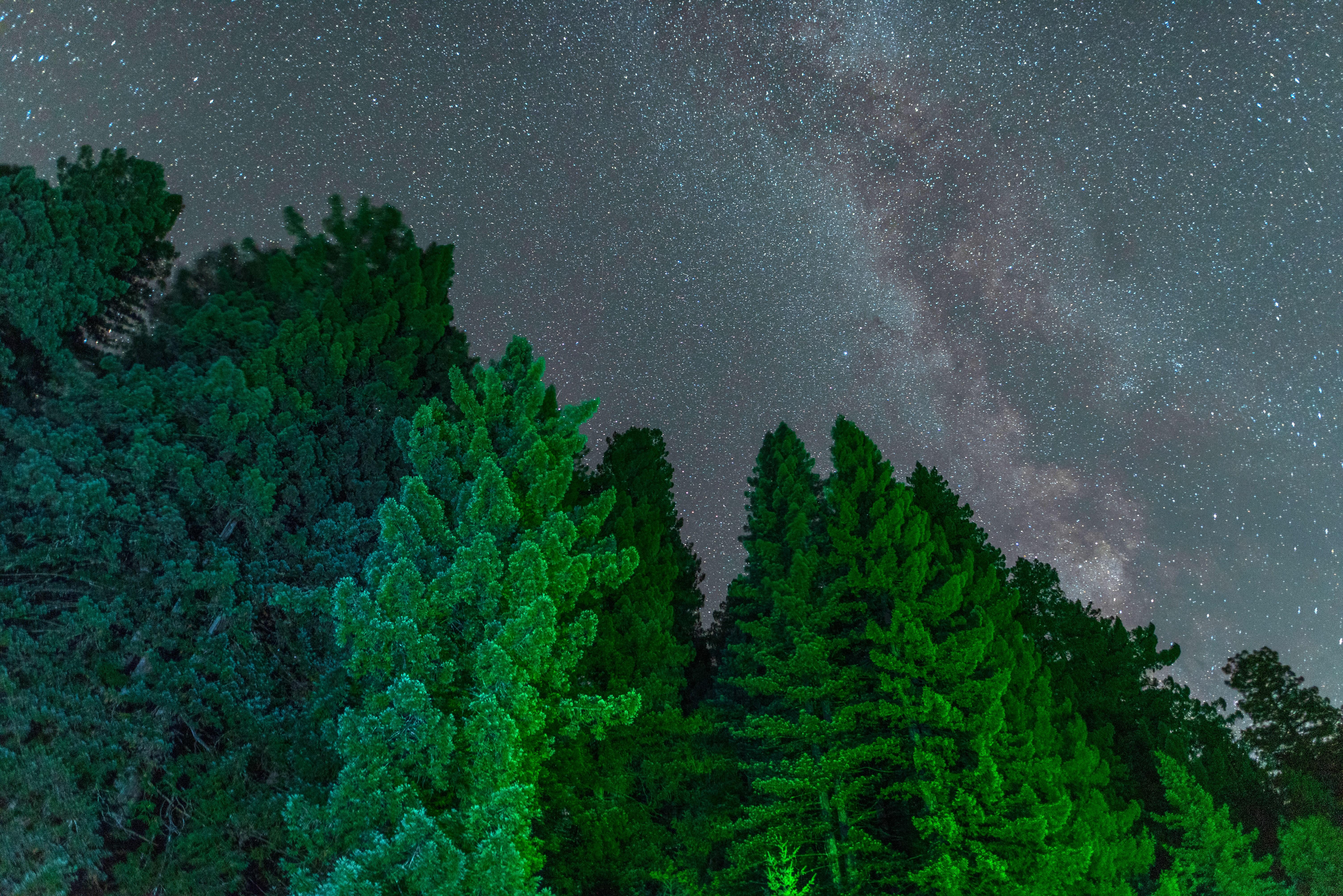 Towering coast redwood trees reach for a night sky filled with the stars and the milky way.