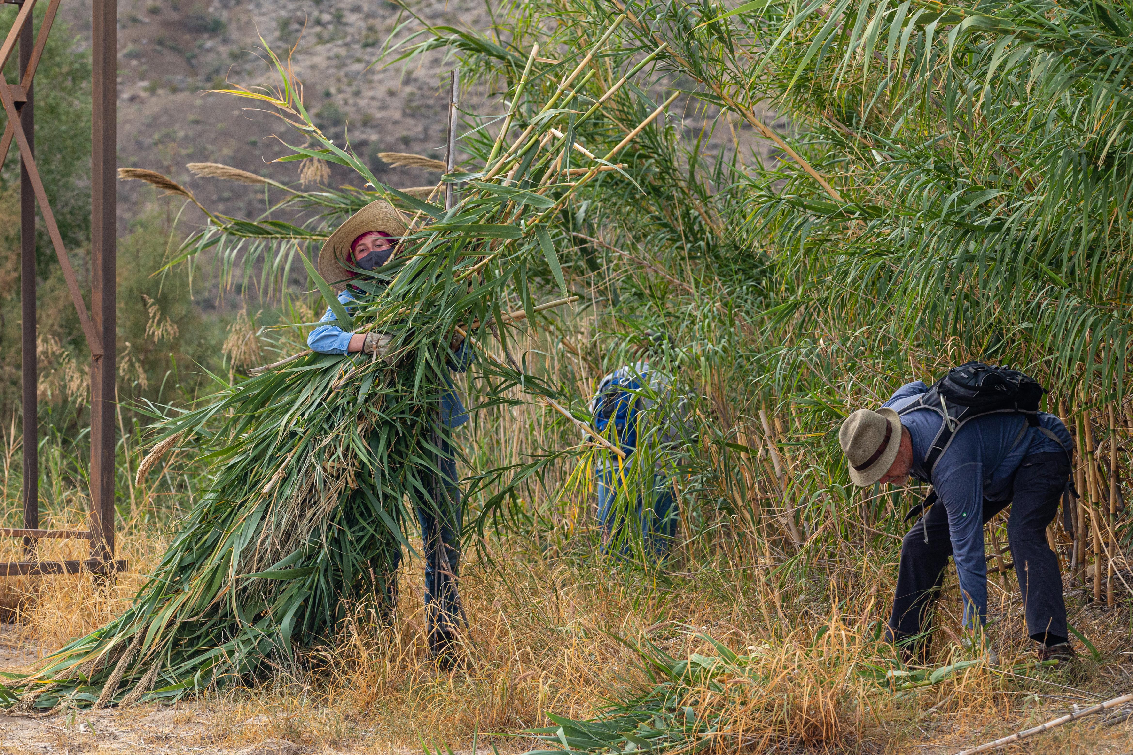 Two people are cutting invasive river cane and removing it to another location.