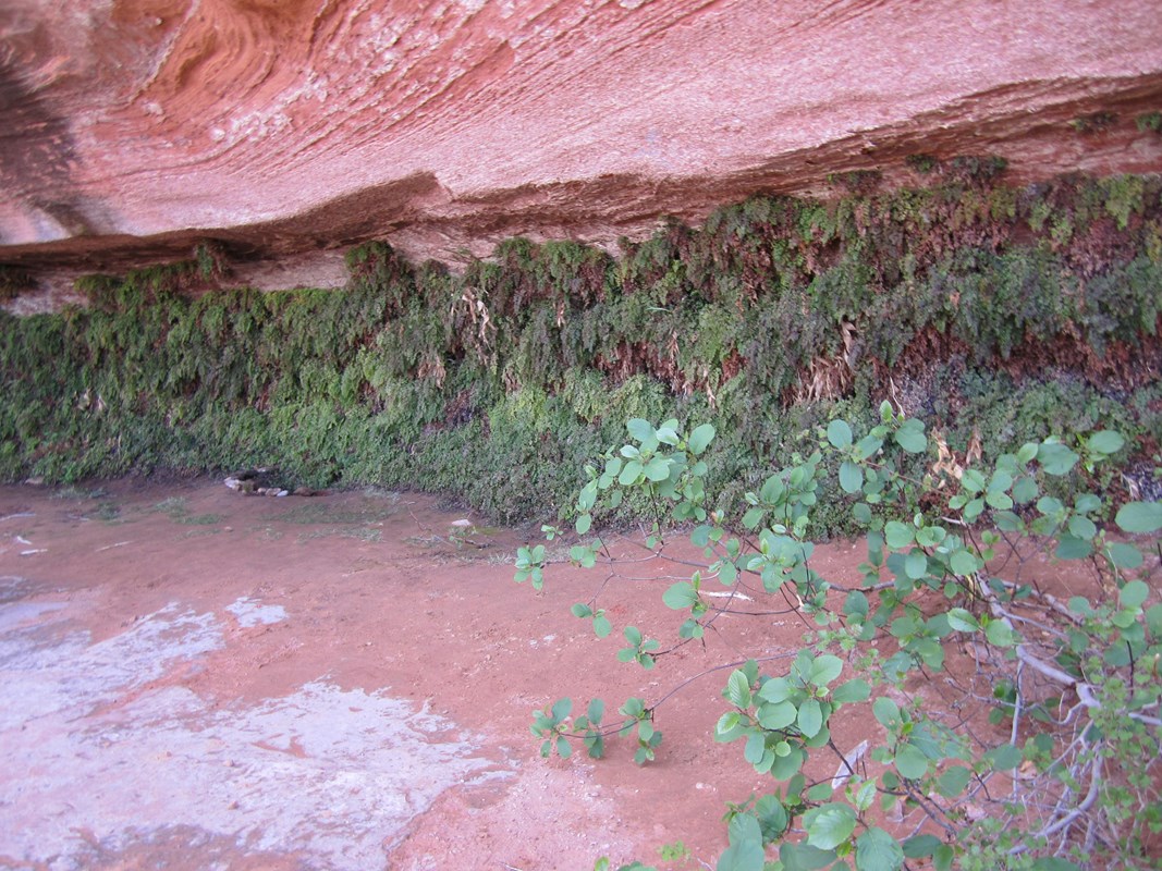 Lush green ferns in a sandstone alcove