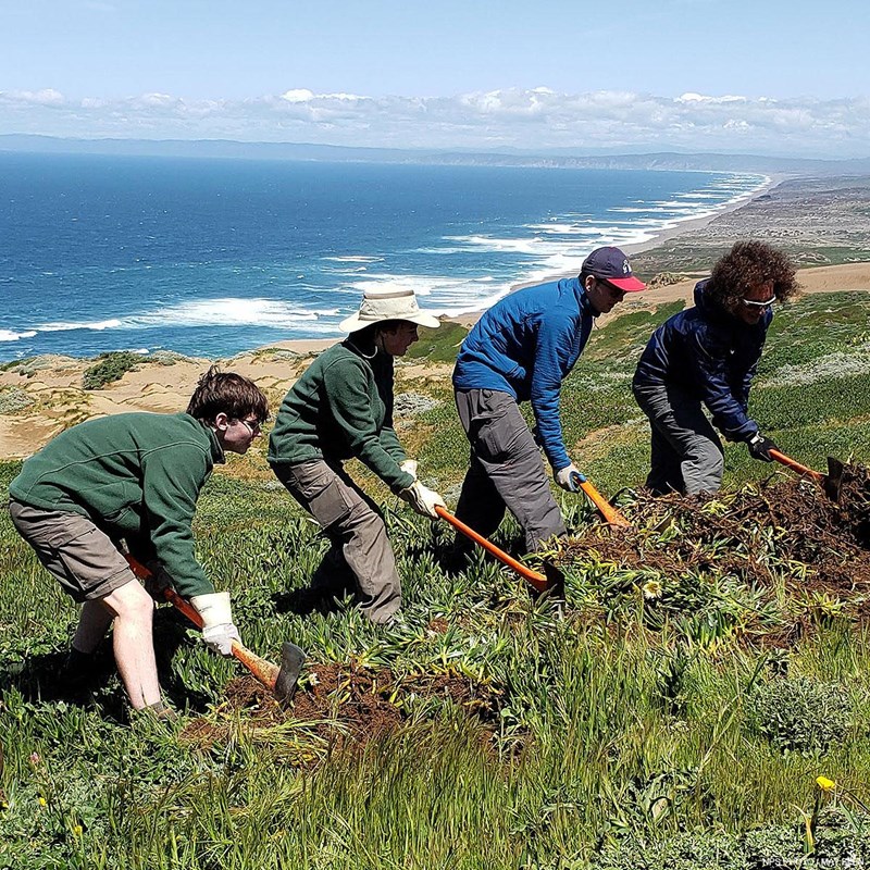 Four young men using hand tools remove invasive iceplant on an ocean-side ridge.
