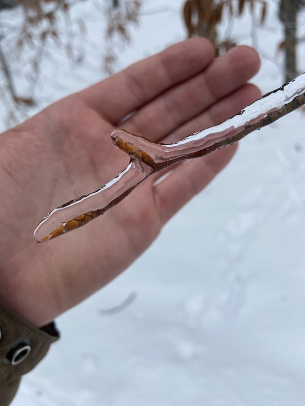 tree branch in hand in front of snowy background
