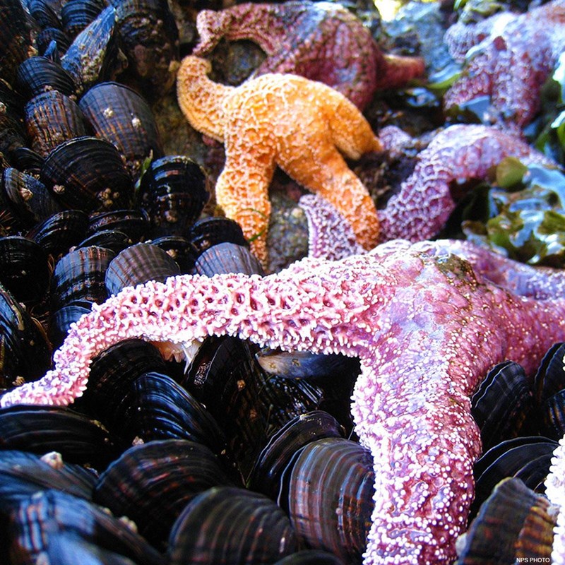 Purple, orange, and pink sea stars on top of black mussel shells.