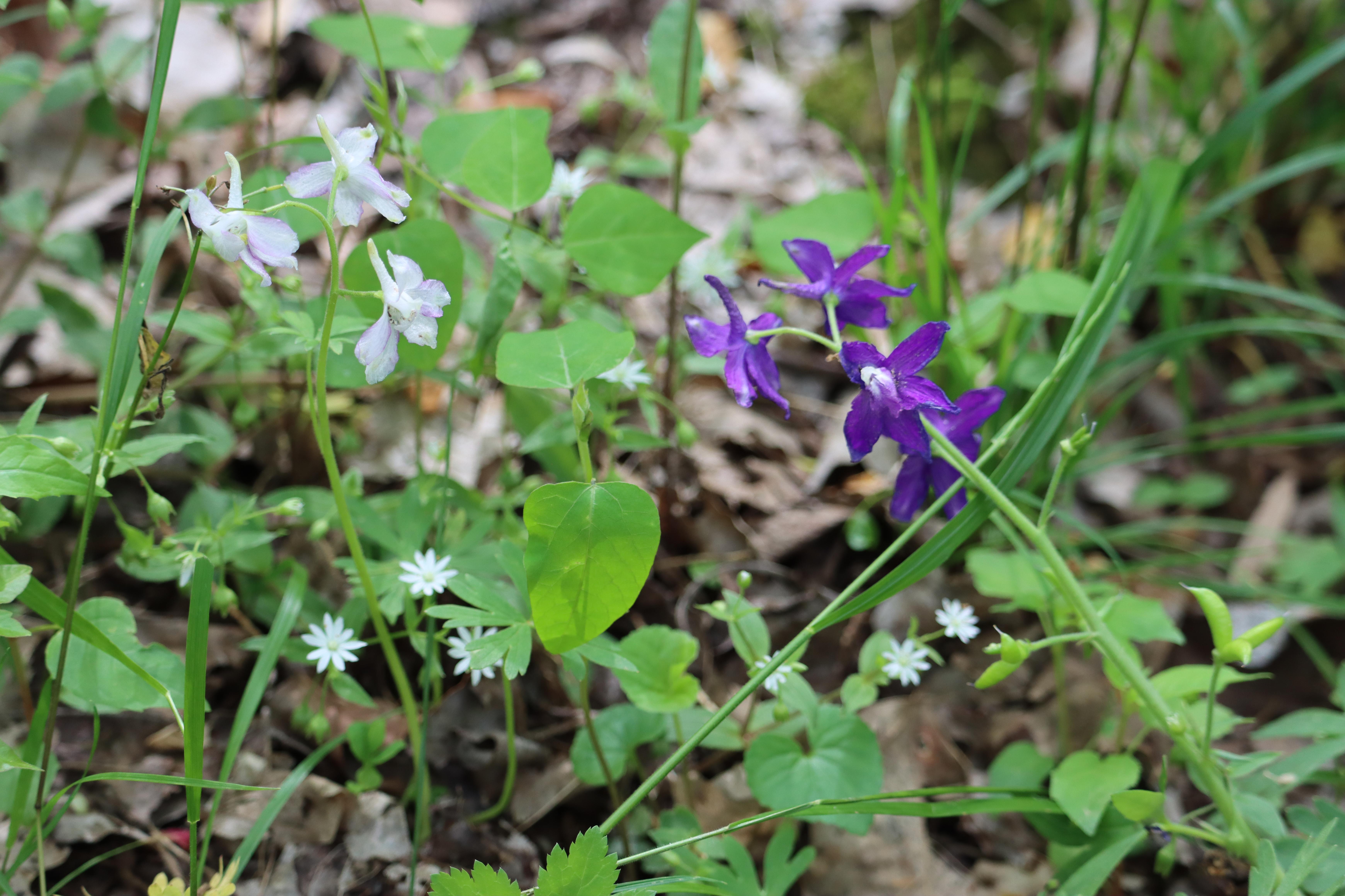 White and purple wildflowers along the forest floor.