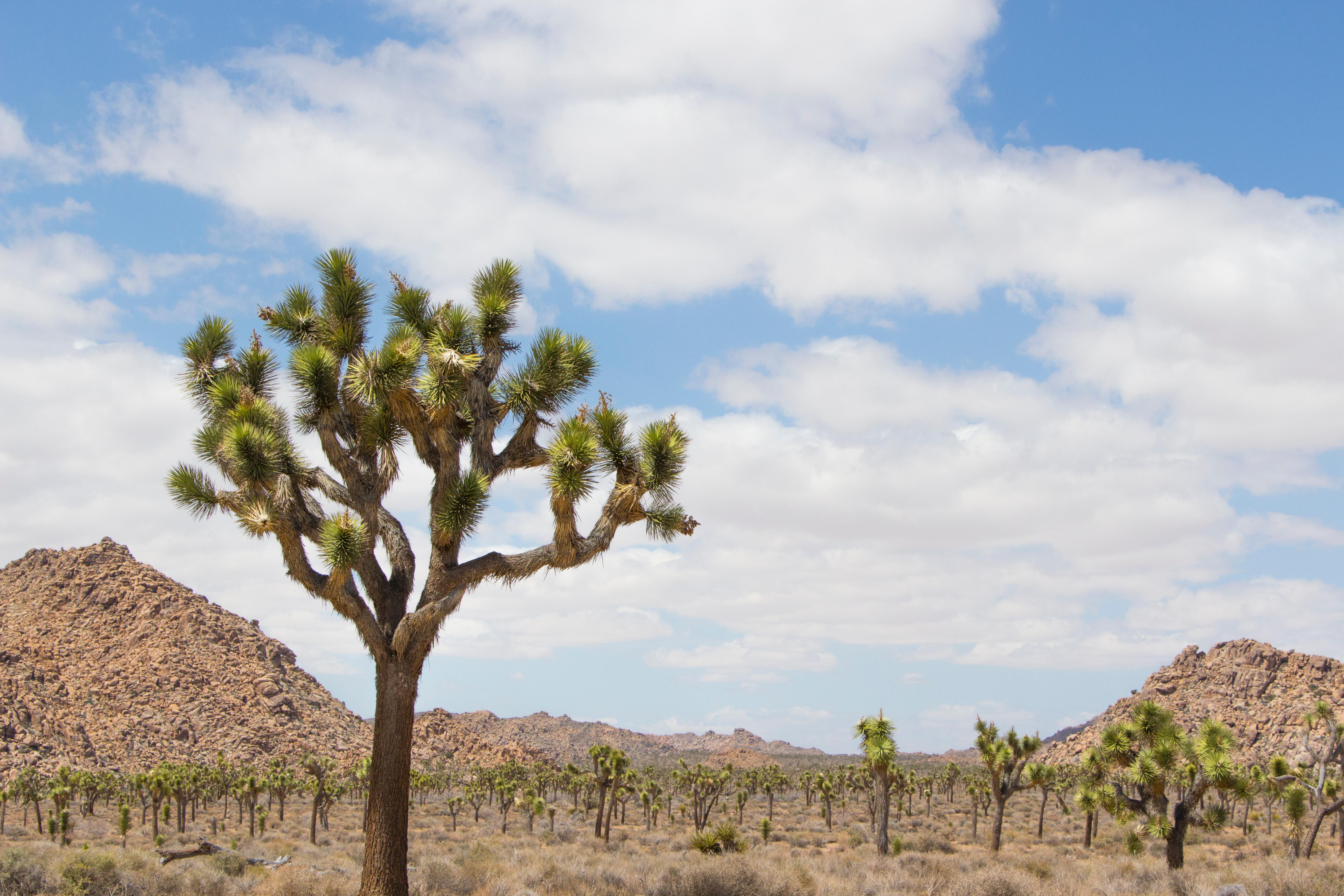 Event Details (U.S. National Park Service)