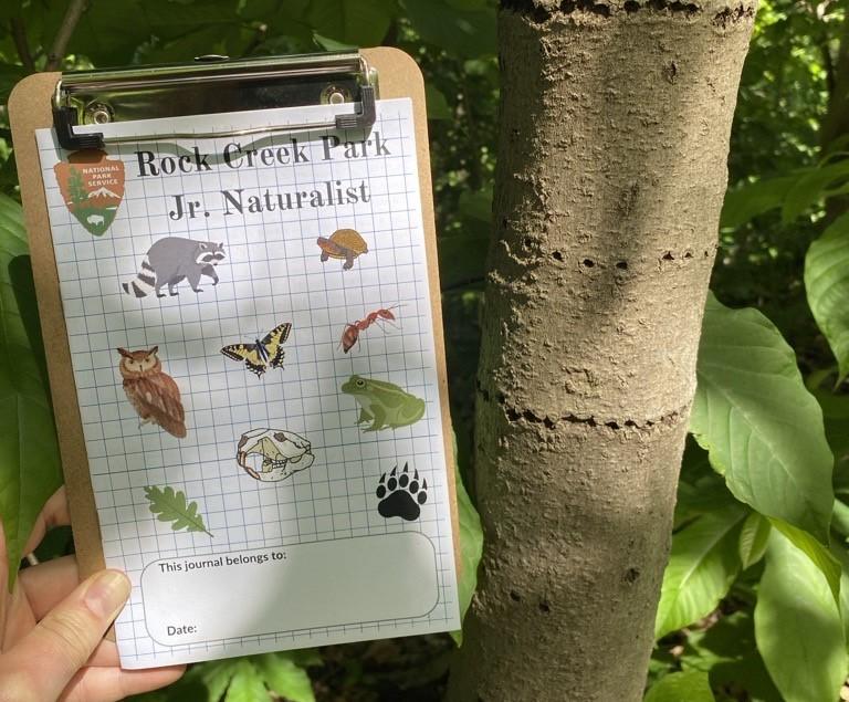 the Junior Naturalist journal is held next to a tree with holes on the trunk