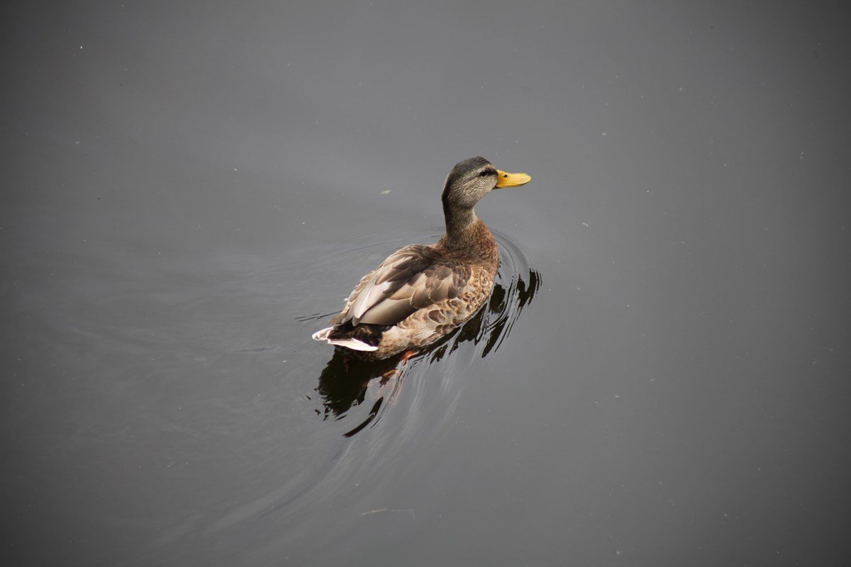 A duck swims in a river