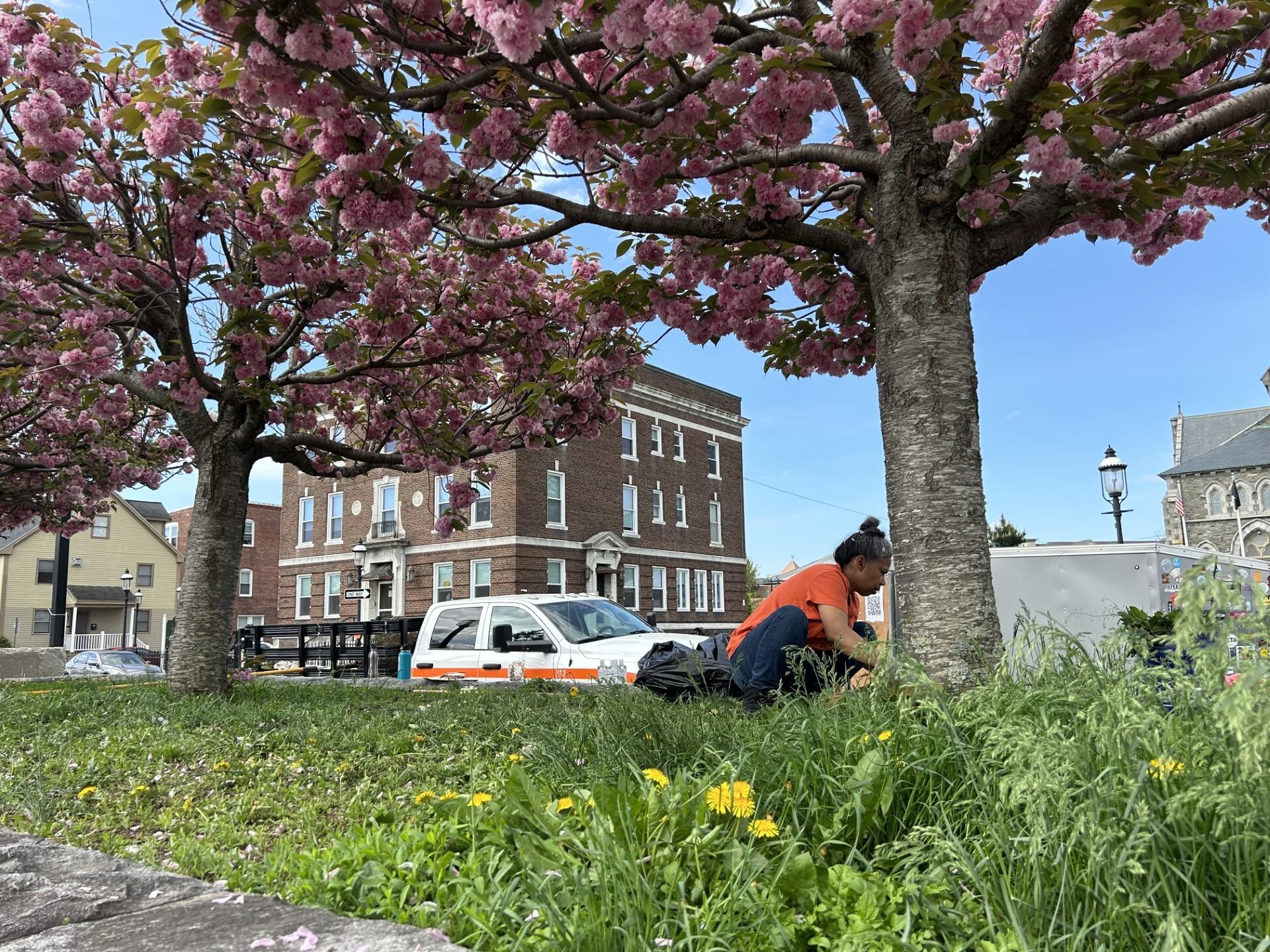 A woman in an orange shirt is tending to plants in a flower bed with grass and flower around her.