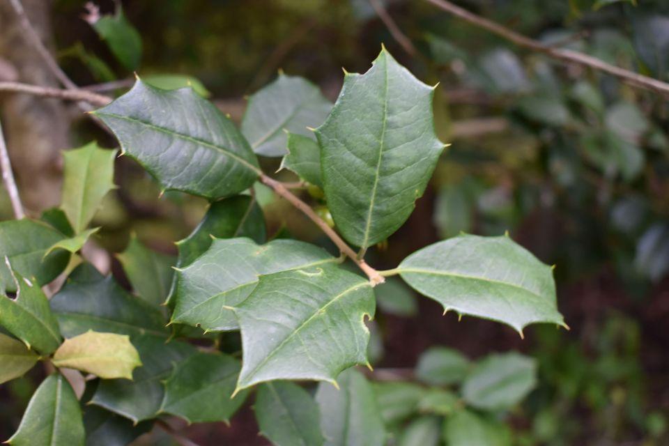 A group of leaves with multiple, sharp points