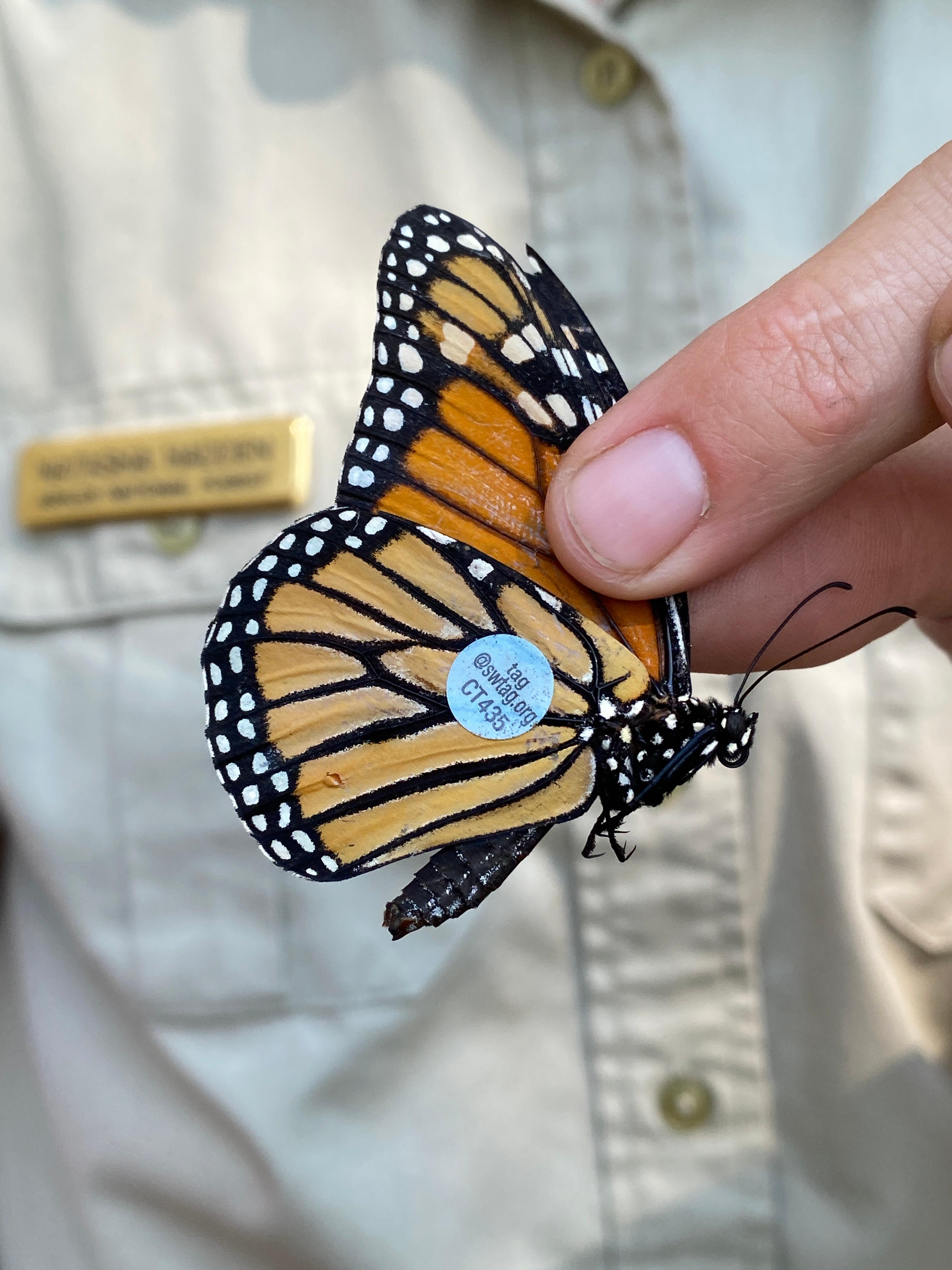 A person holds a butterfly with a small sticker on its wings.