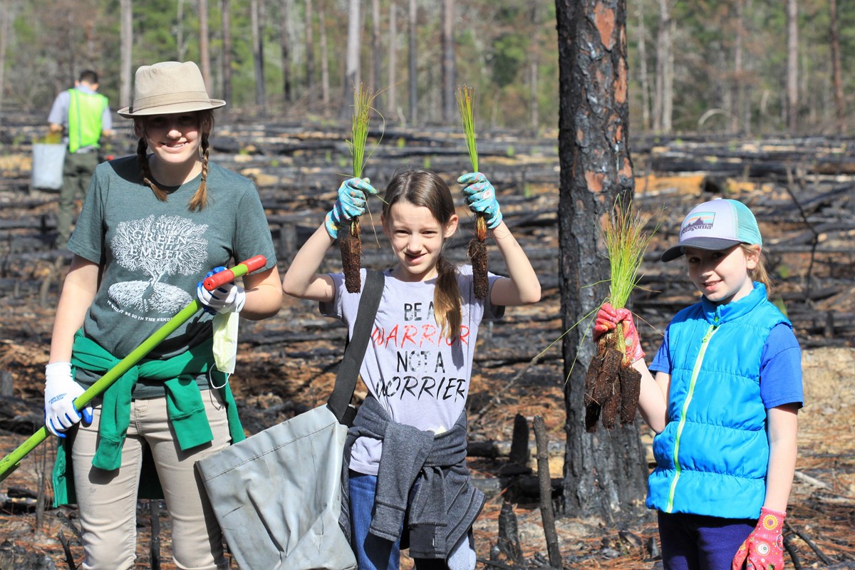 3 young girls holding longleaf pine seedlings and planting tools while standing in an open forest.