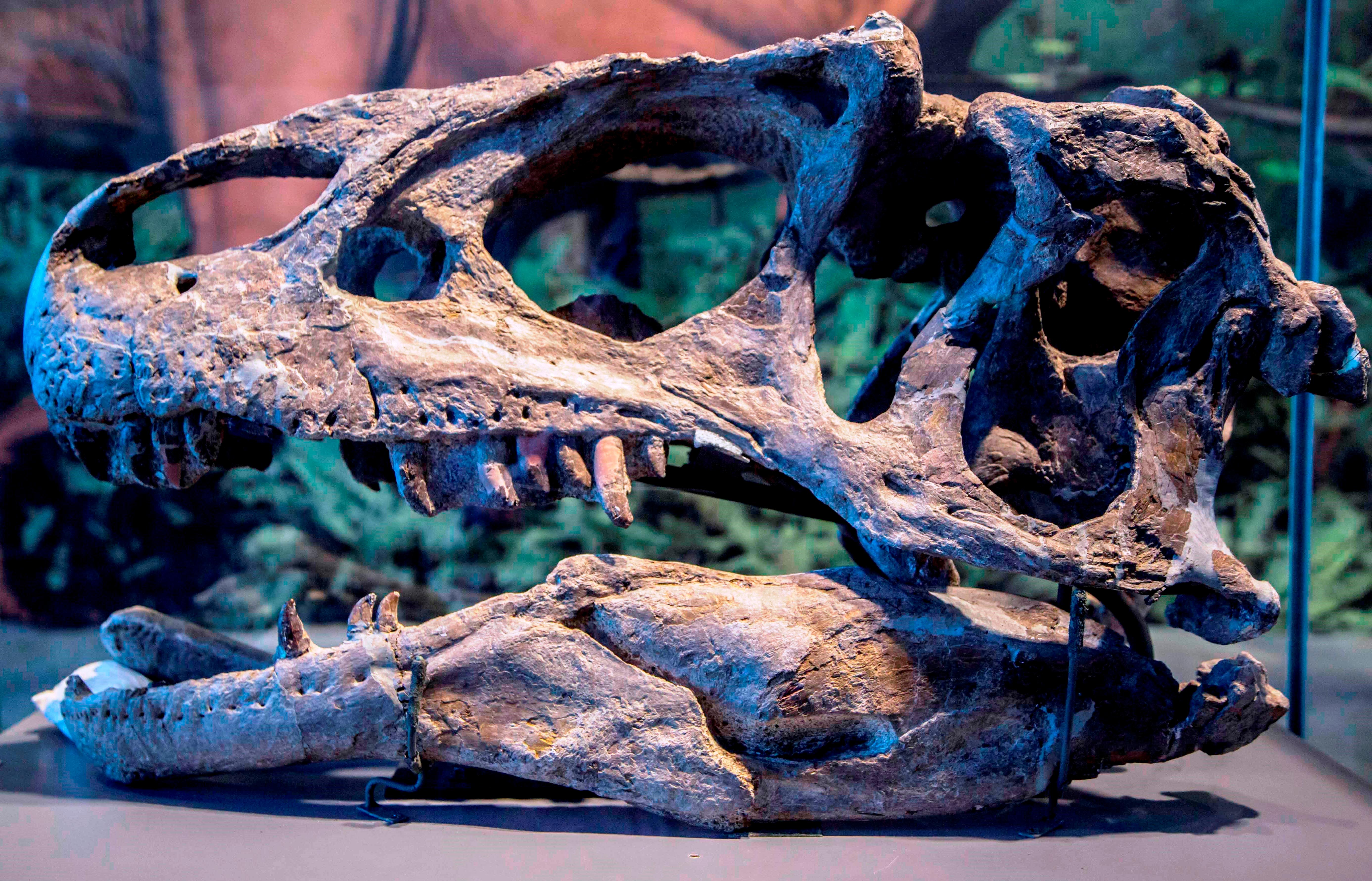 A profile view of a large dinosaur skull fossil with sharp teeth.