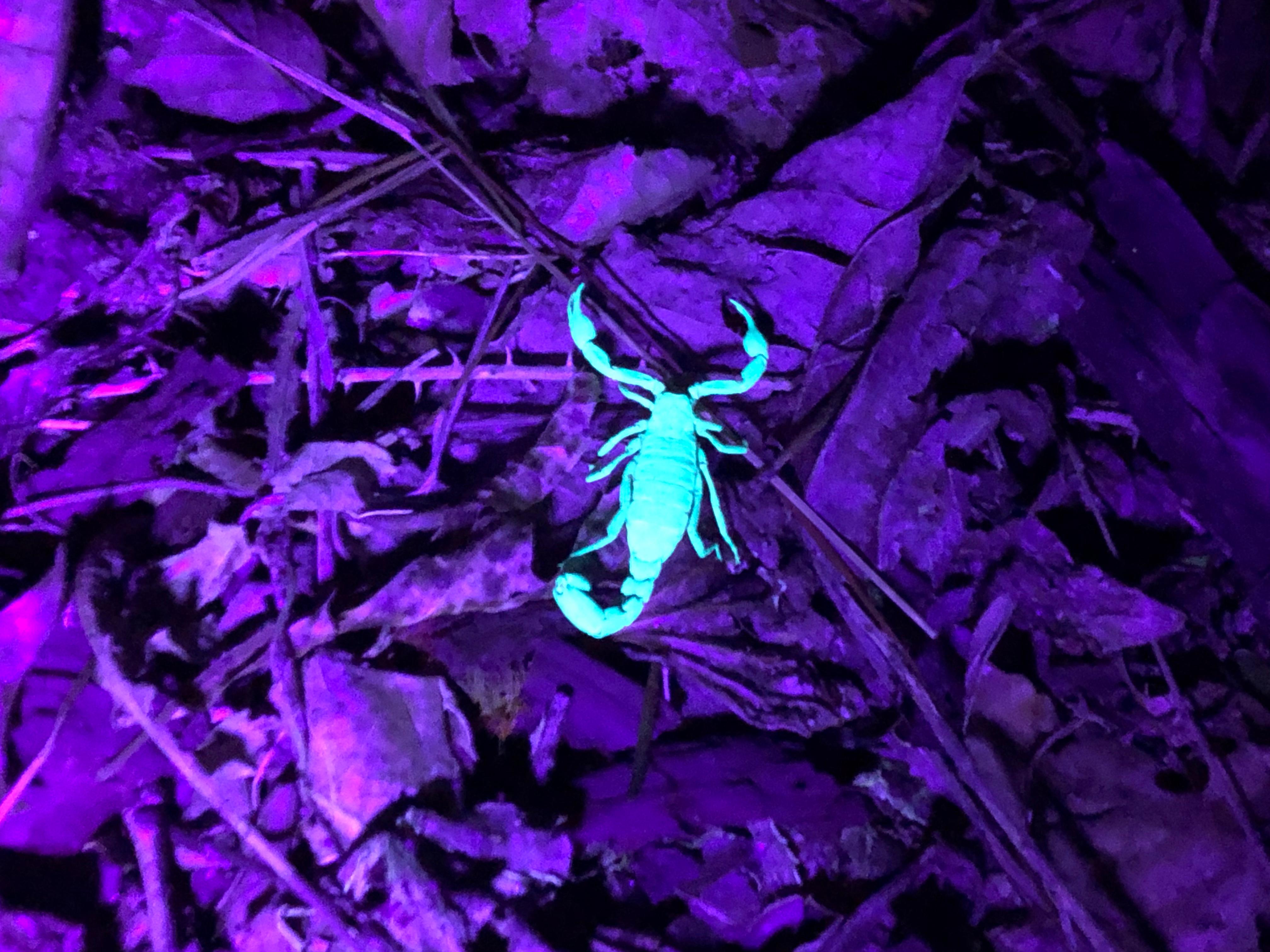 A scorpion fluoresced under a black light