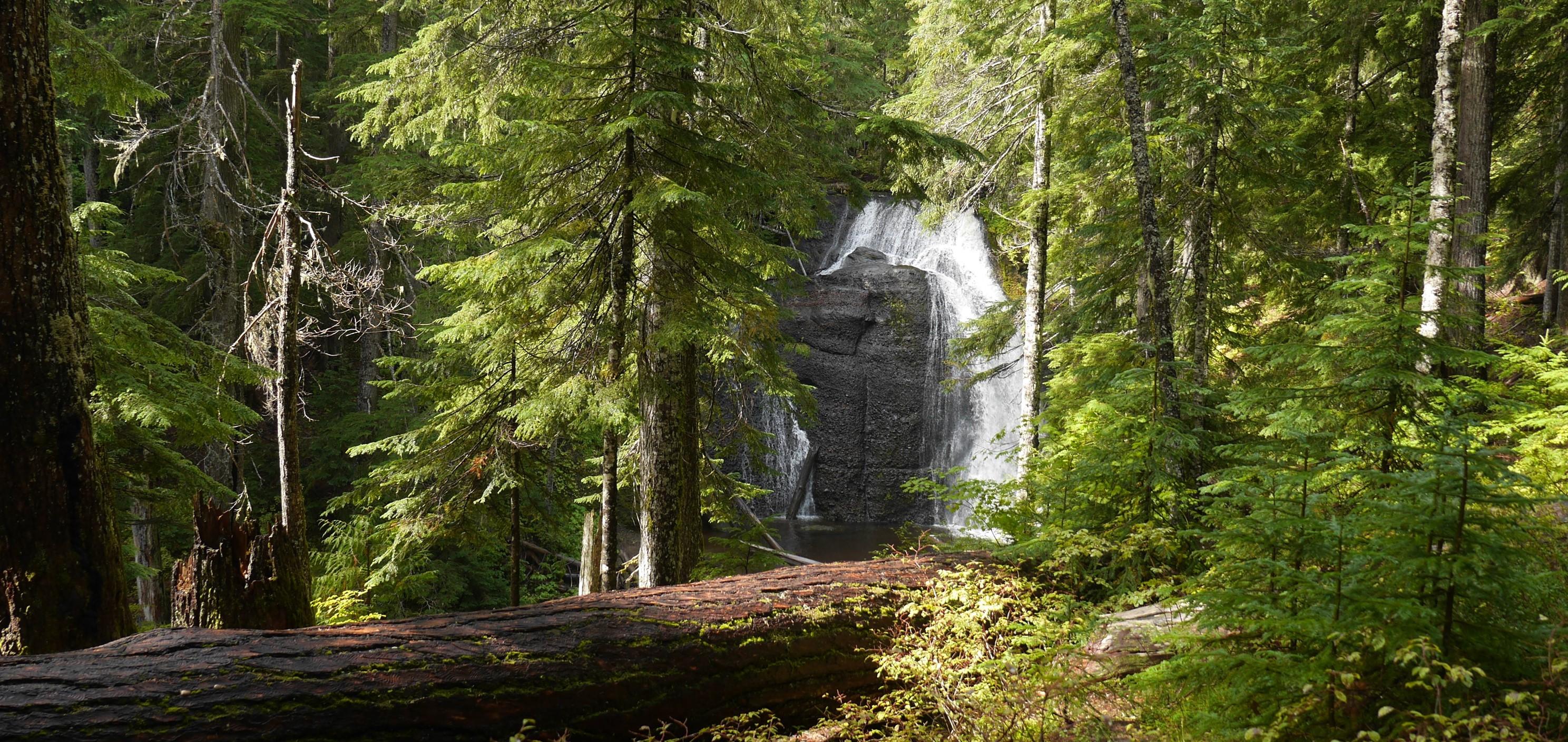 Photo of a waterfall in a wooded area. In the foreground, a tree has fallen.