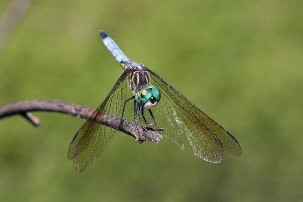 Blue Dasher Dragonfly