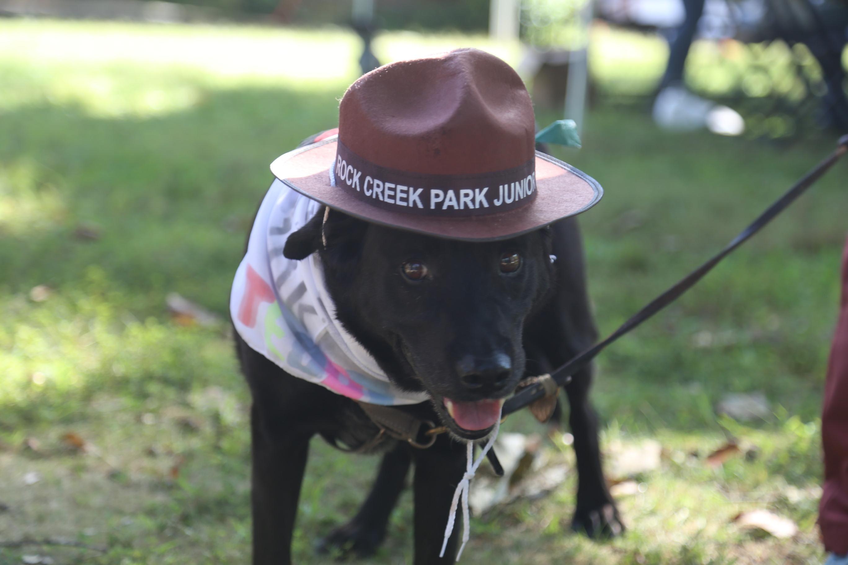 a black dog on a leash wears a brown ranger hat prop and a colorful bandana