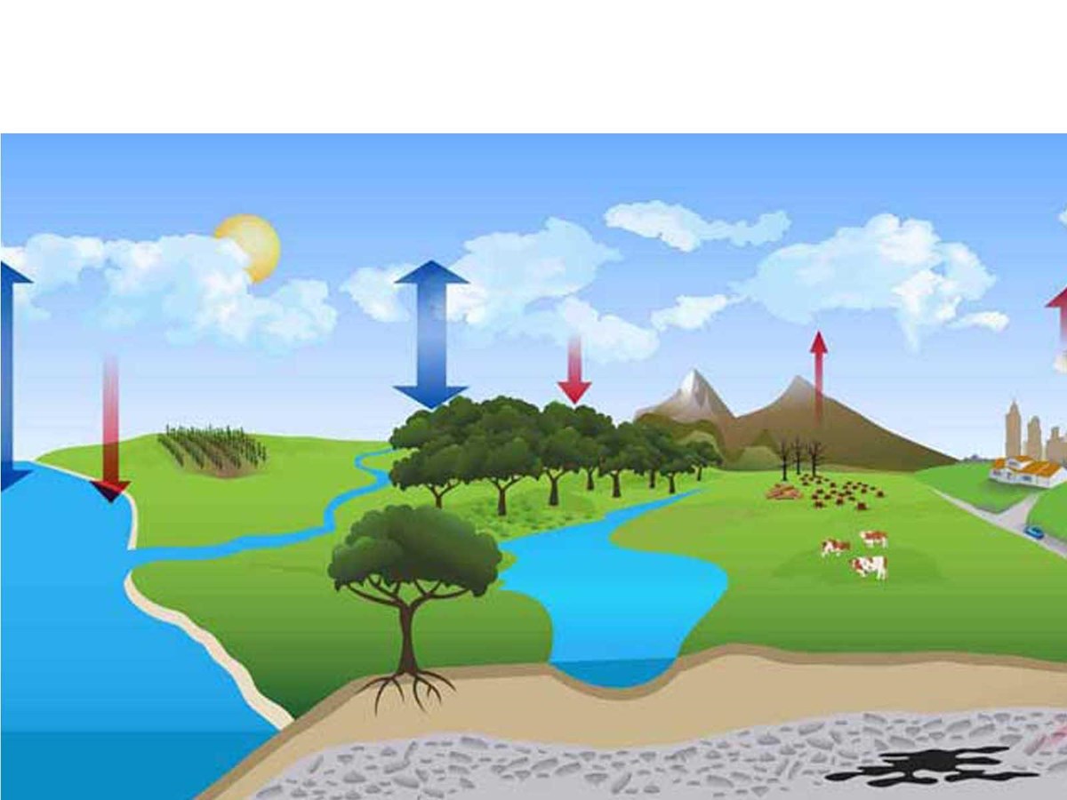 Illustration of the Carbon cycle