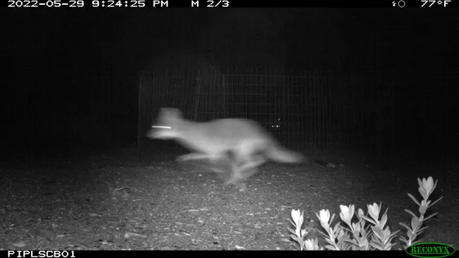 A blurry coyote runs past a metal fence in the nighttime.