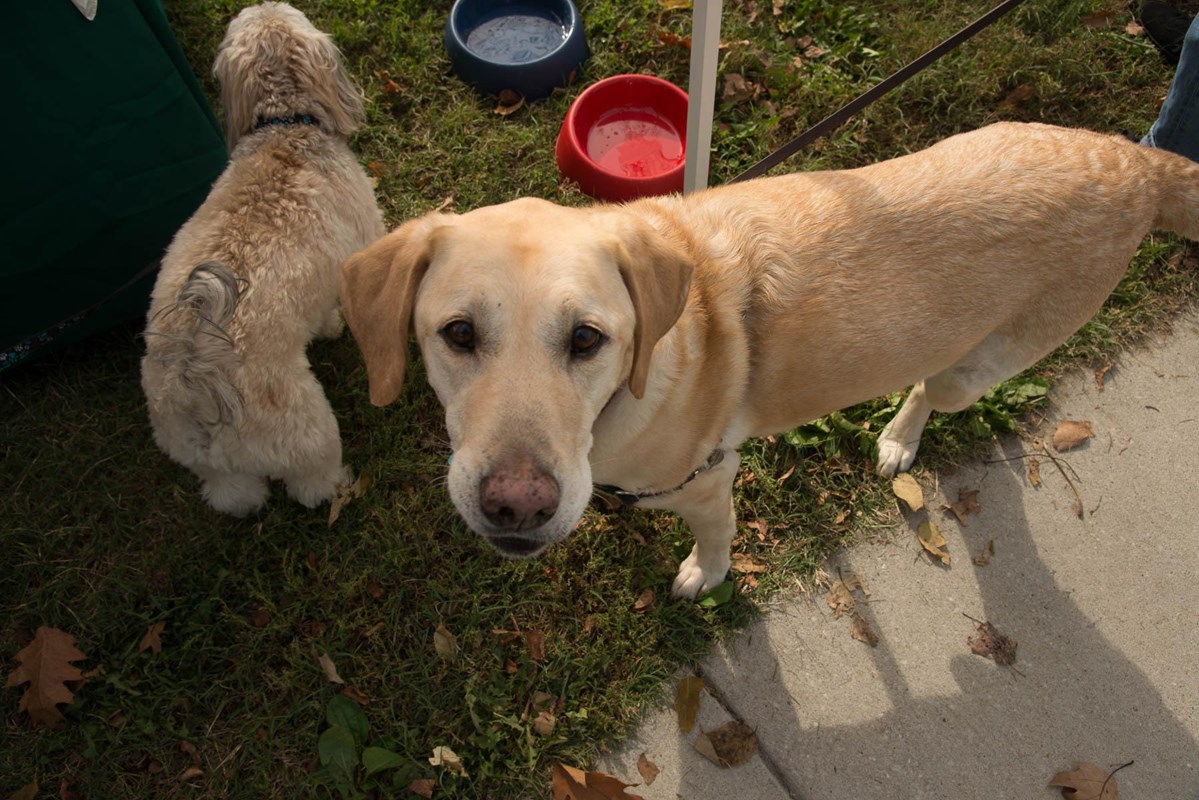 Yellow Lab dog