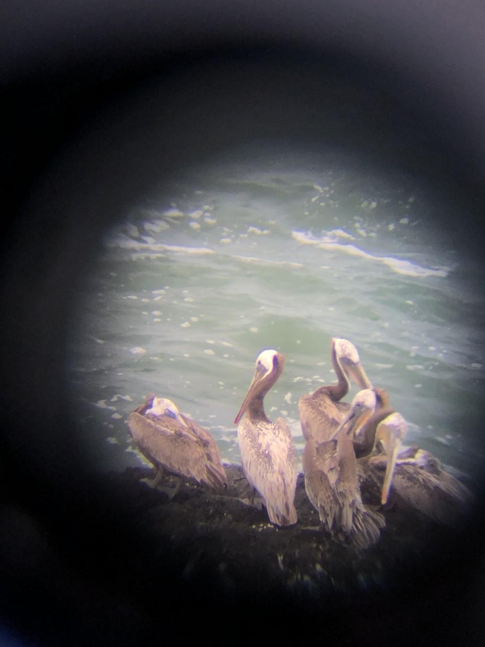 Five pelicans stand on a volcanic rock surrounded by water. They are viewed through a scope lens.