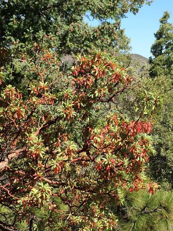 Close up of tree