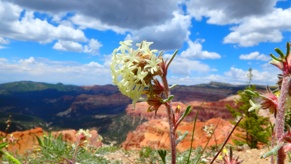 White, trumpet shaped flowers grow on rim of Cedar Breaks, with blue skies and clouds.