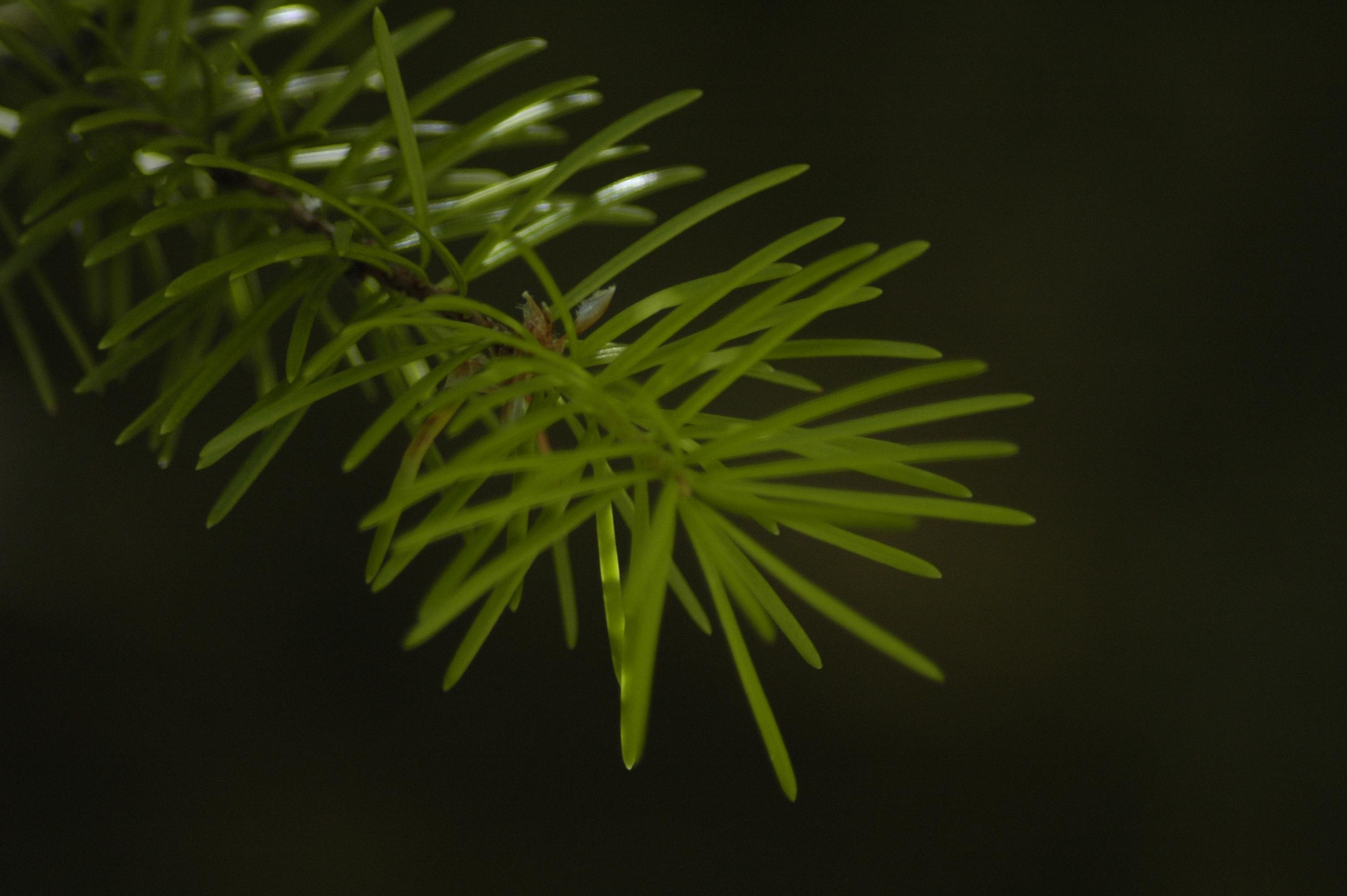 A close-up image of the needles of a Douglas fir tree.