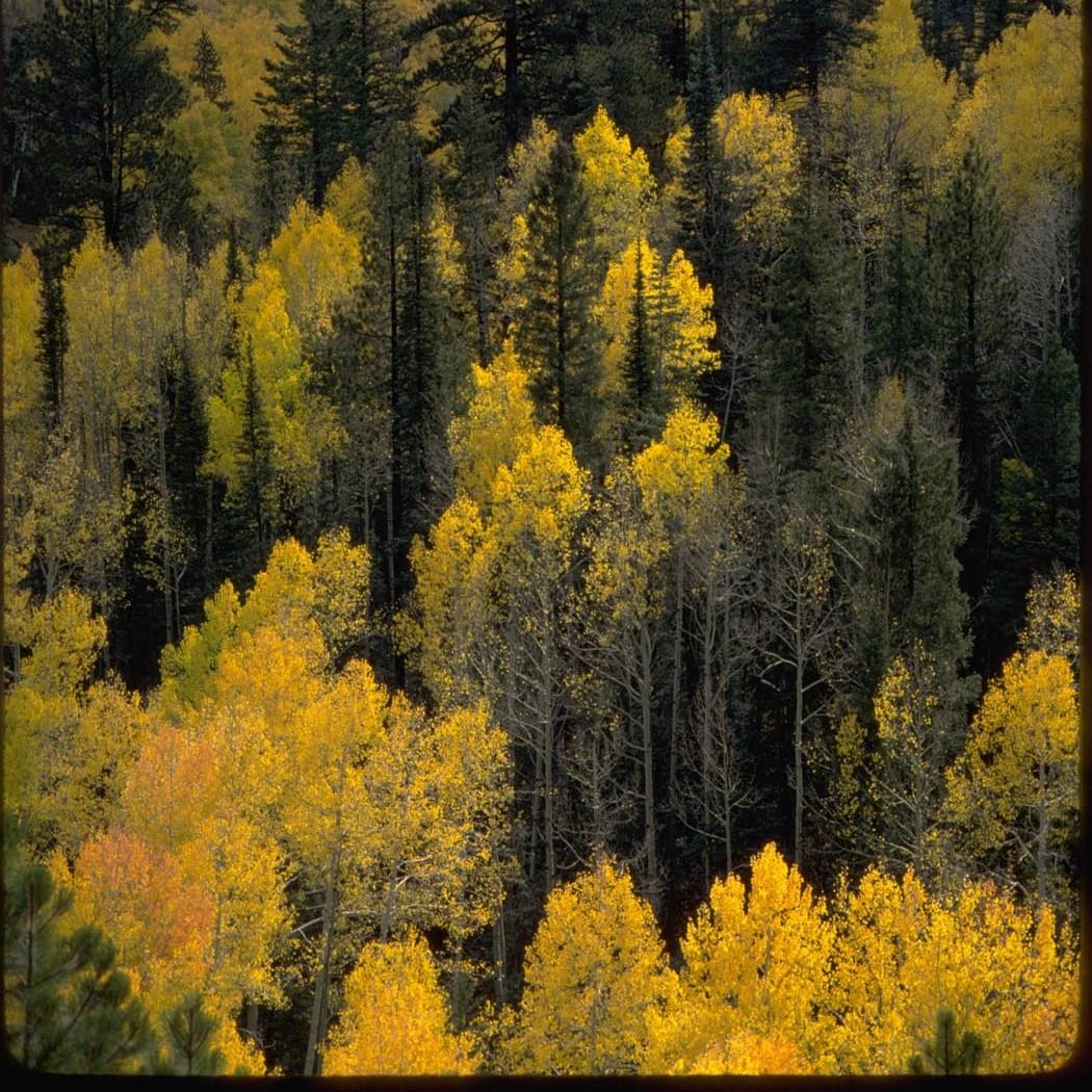 Orange and yellow aspen trees among green firs.