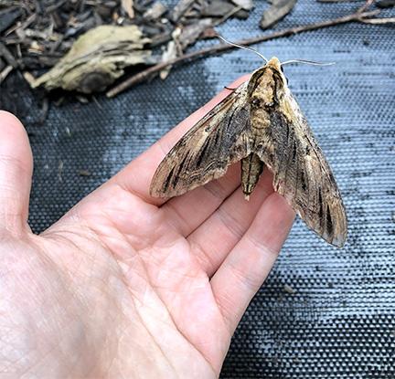 A hand holding a large brown moth with V shaped wings