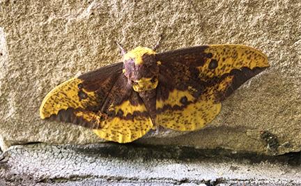 A large light brown moth with a tan colored pattern sitting on a rock wall