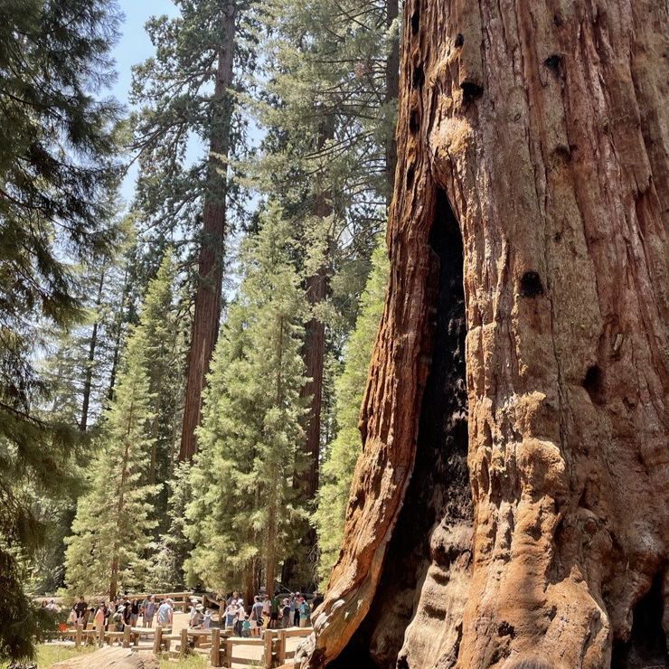 Crowds are dwarfed by the giant base of a sequoia tree, the largest on earth.