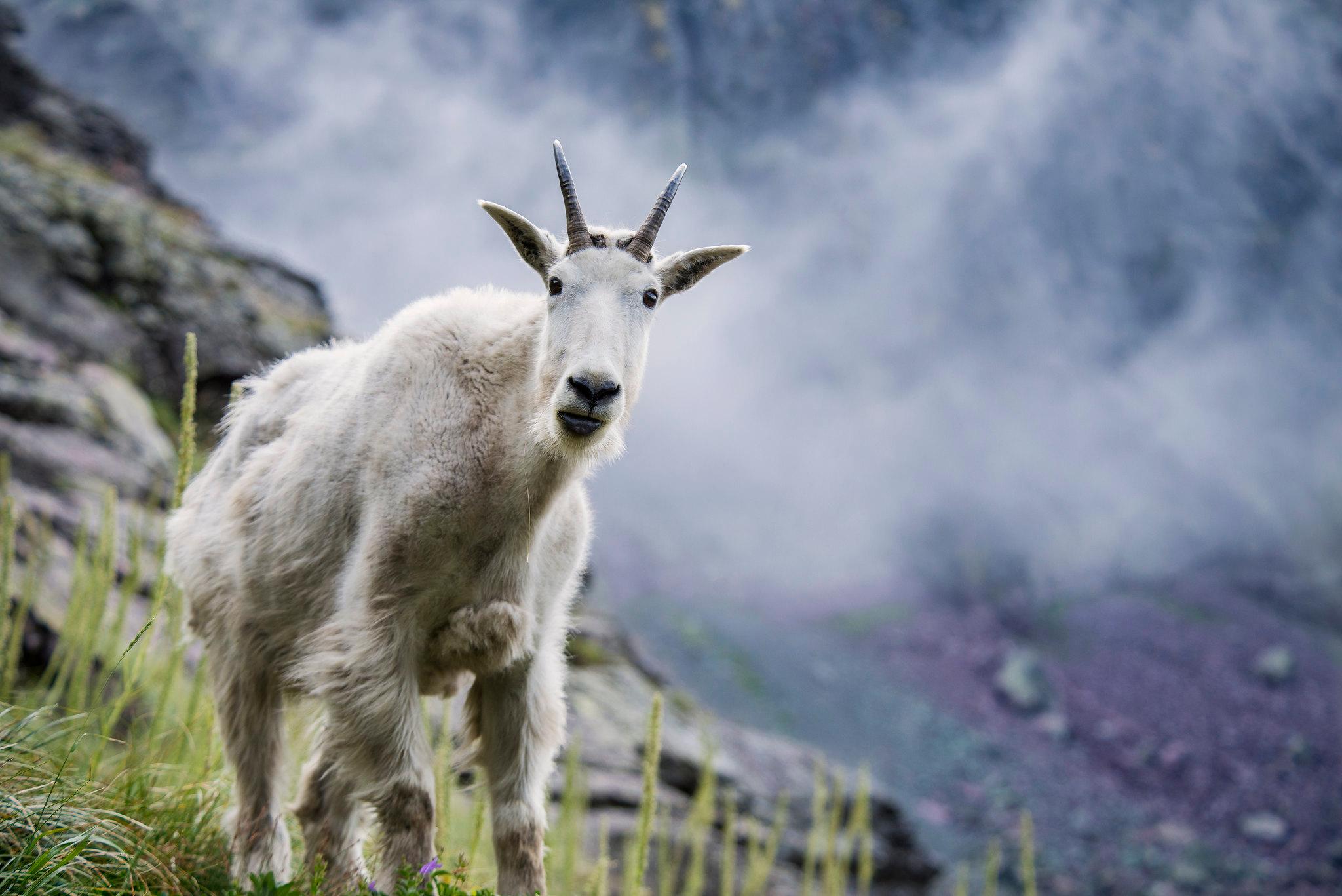 mountain goat