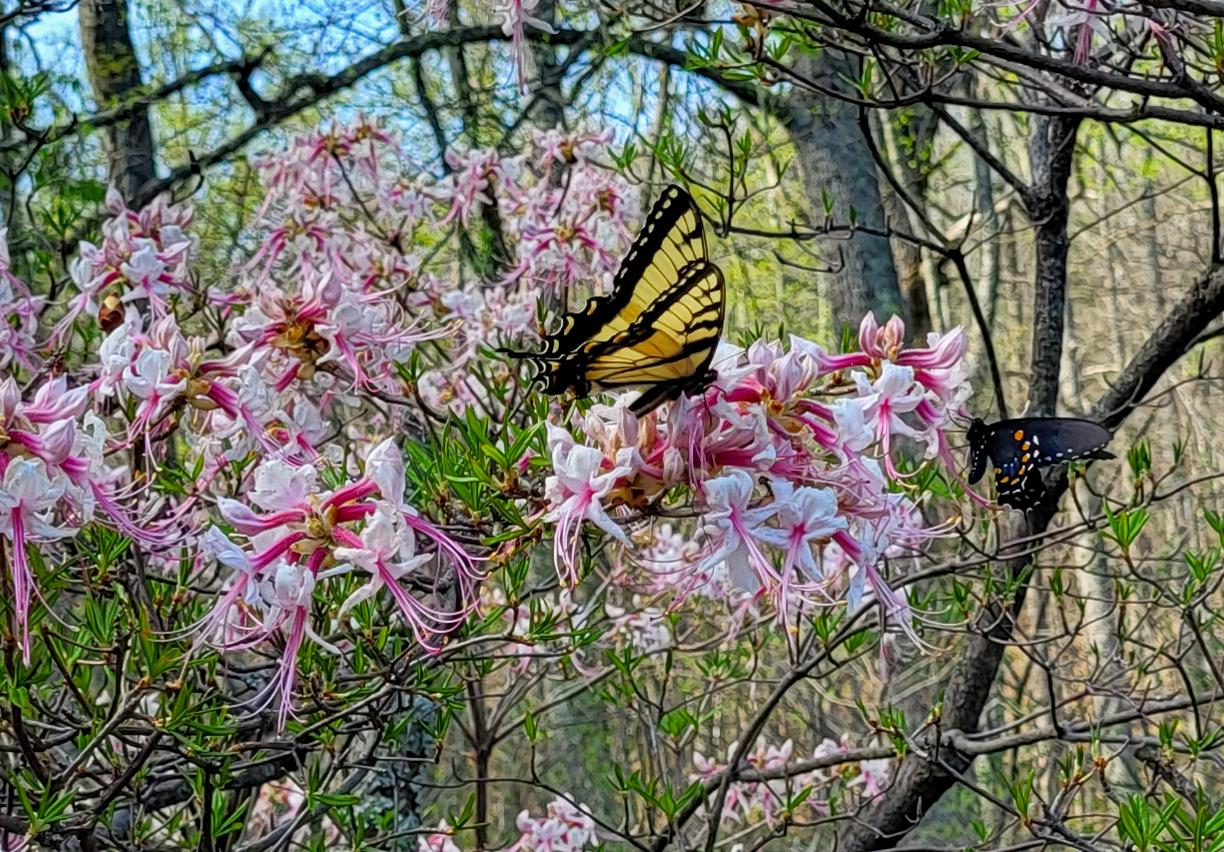 2 butterflies, 1 black with orange spots & 1 yellow with black stripes, sit on pink flowers