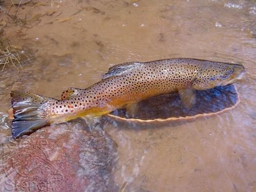 Brown fish in shallow water