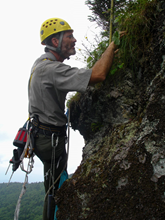 A man wear climbing gear inspects foliage on the side of a mountain