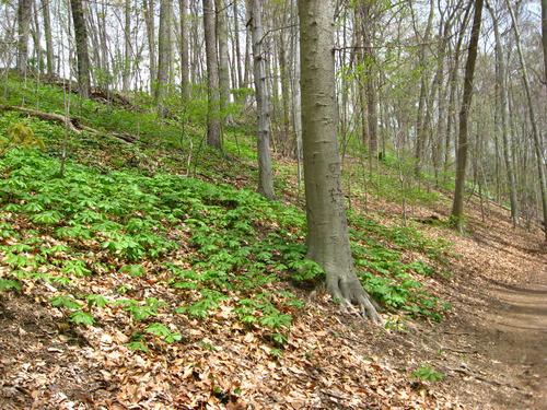 hillside forest with full grown beech trees and saplings