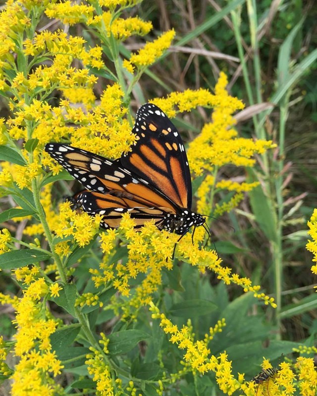 an orange and black butterfly sits on a patch of yellow goldenrod flowers.