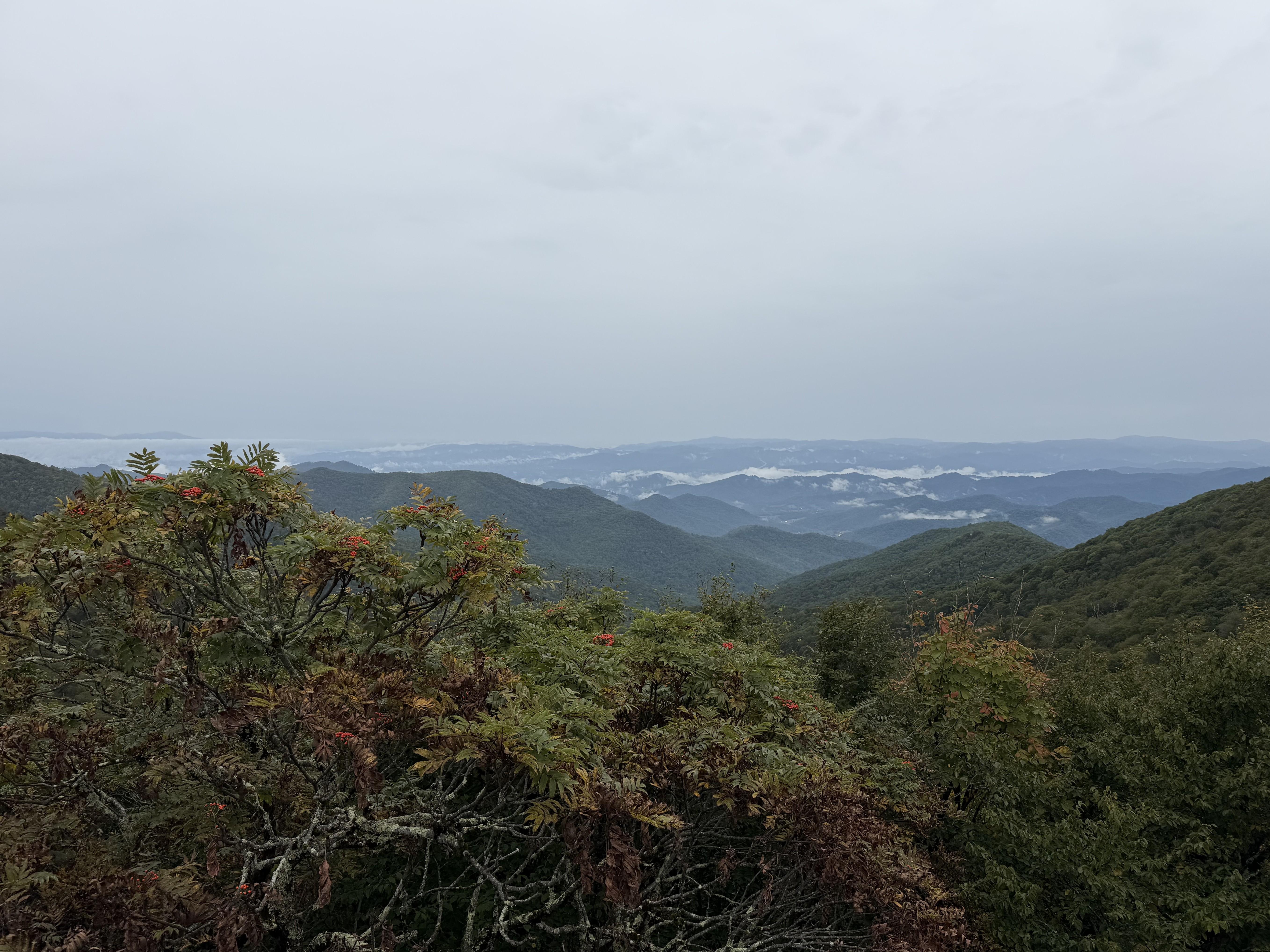 A mountain ash with red berries stands in the foreground. Behind the tree, fog sits in the valleys.