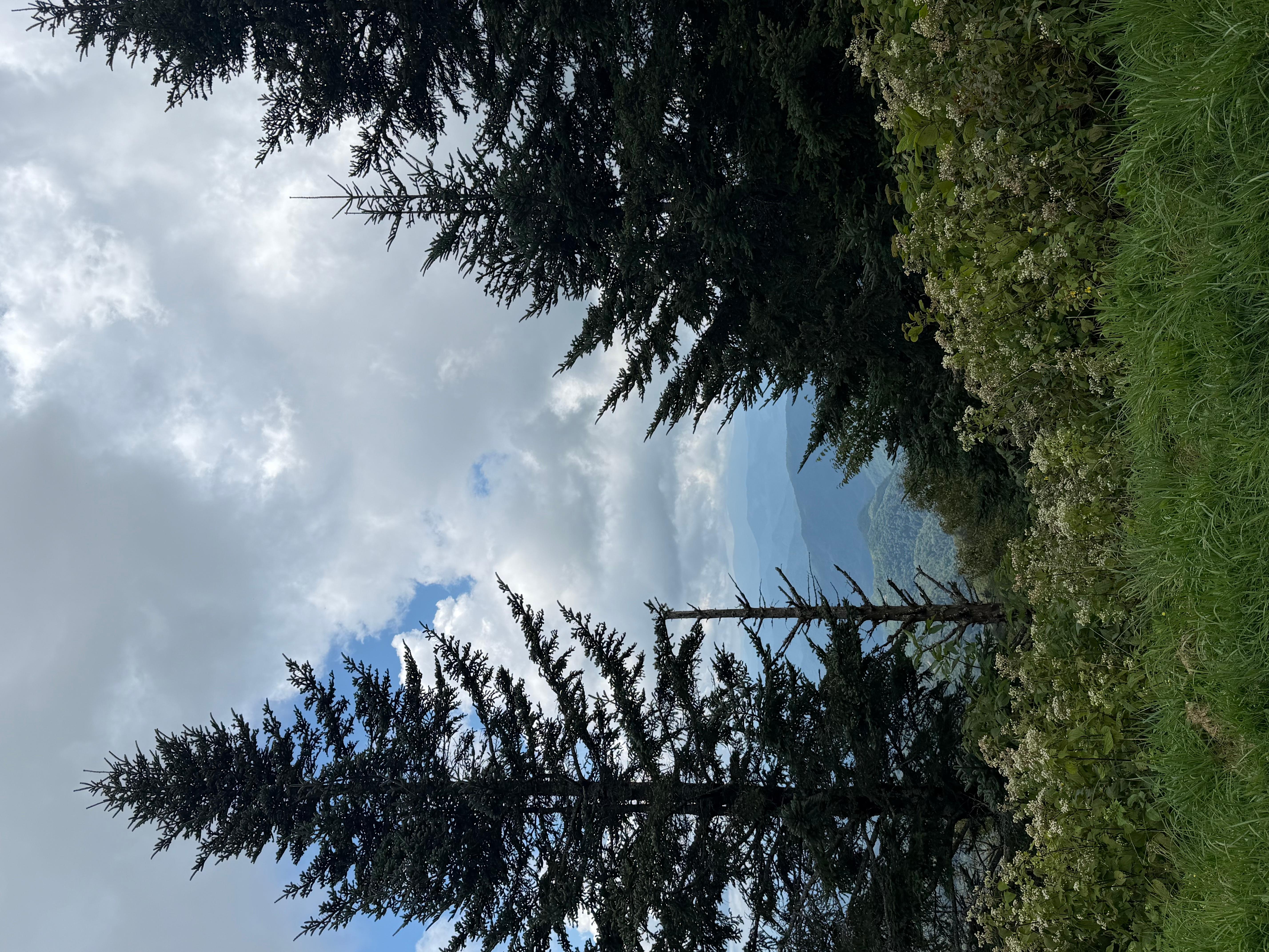 Spruce and fir trees stand tall against a cloudy, overcast sky. White snakeroot blooms in foreground