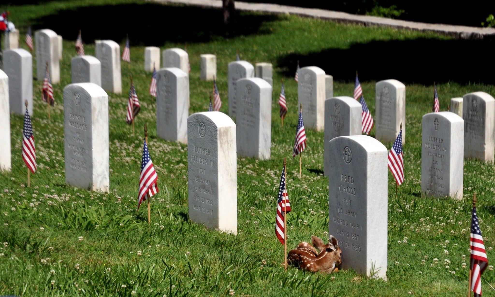A small fawn rests in the grass beside a white military headstone in a cemetery.